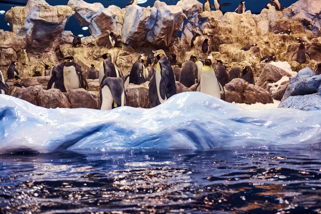 Group of Emperor penguins on an artificial environment the national zoo.
